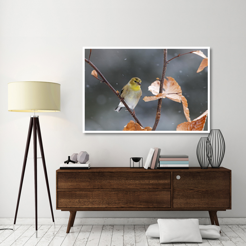 American Goldfinch in winter, Canada-Paper Art-62&quotx42"