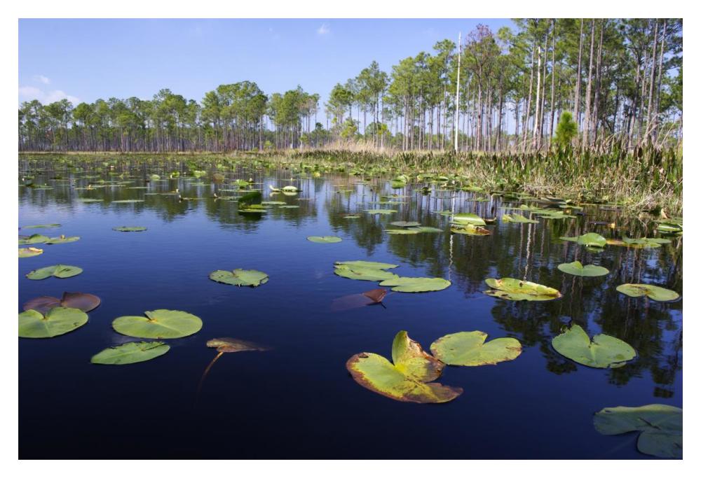 Lake with lily pads, southern Florida-Paper Art-20"x14"