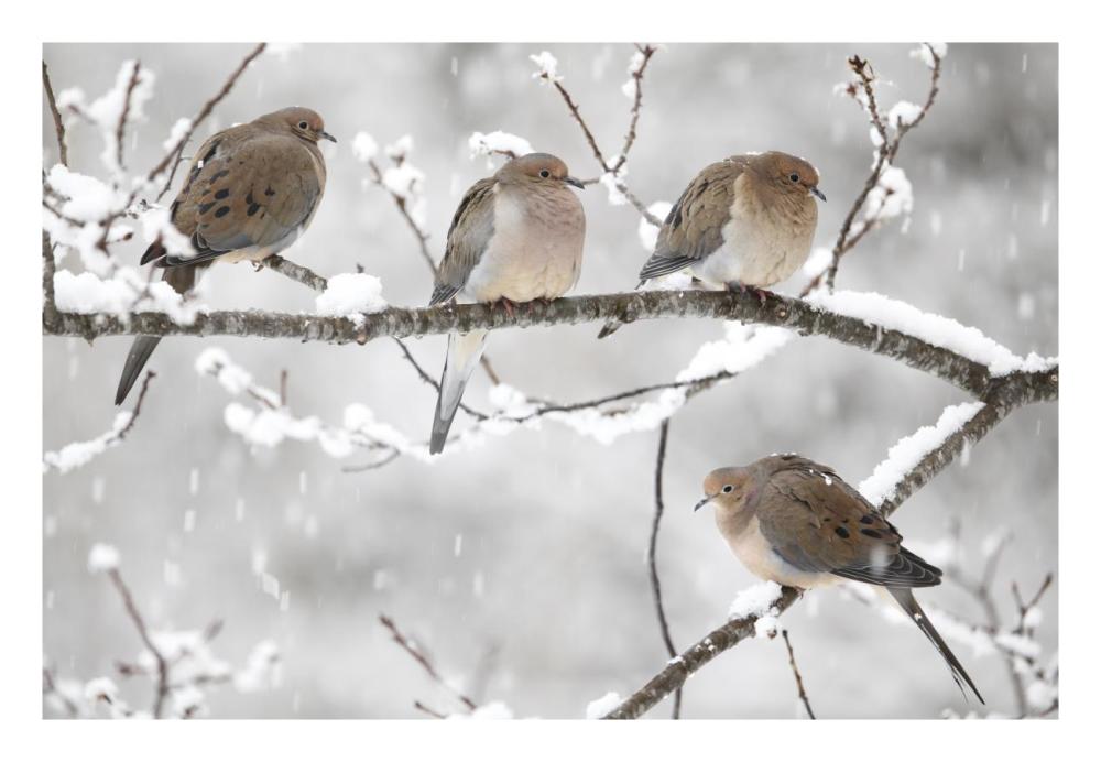 Mourning Dove group in winter, Nova Scotia, Canada-Paper Art-26"x18"