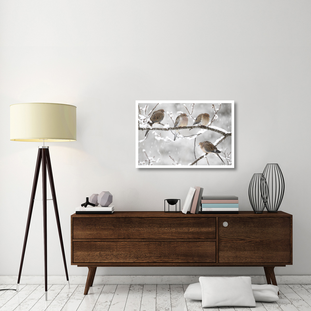 Mourning Dove group in winter, Nova Scotia, Canada-Paper Art-38&quotx26"