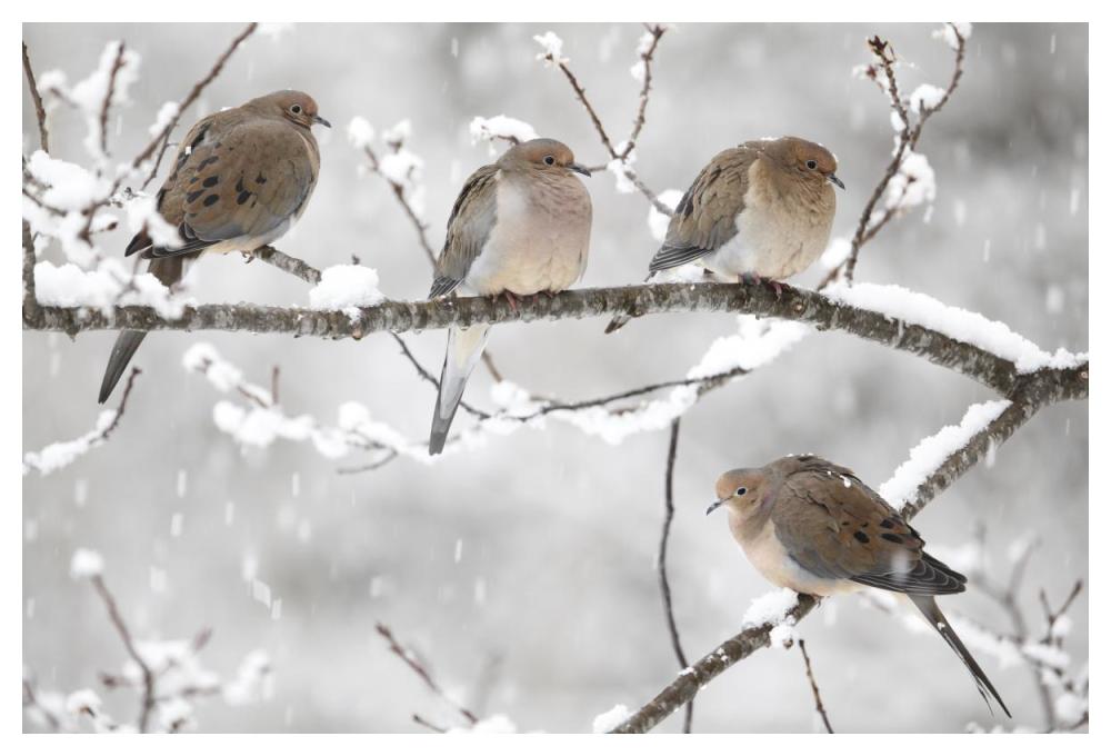 Mourning Dove group in winter, Nova Scotia, Canada-Paper Art-50"x34"