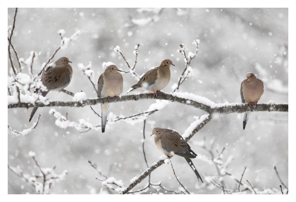 Mourning Dove group in winter, Nova Scotia, Canada-Paper Art-20"x14"