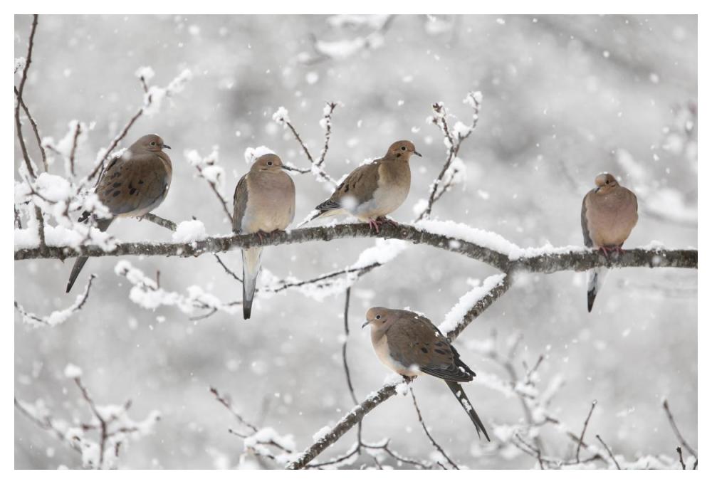 Mourning Dove group in winter, Nova Scotia, Canada-Paper Art-50"x34"