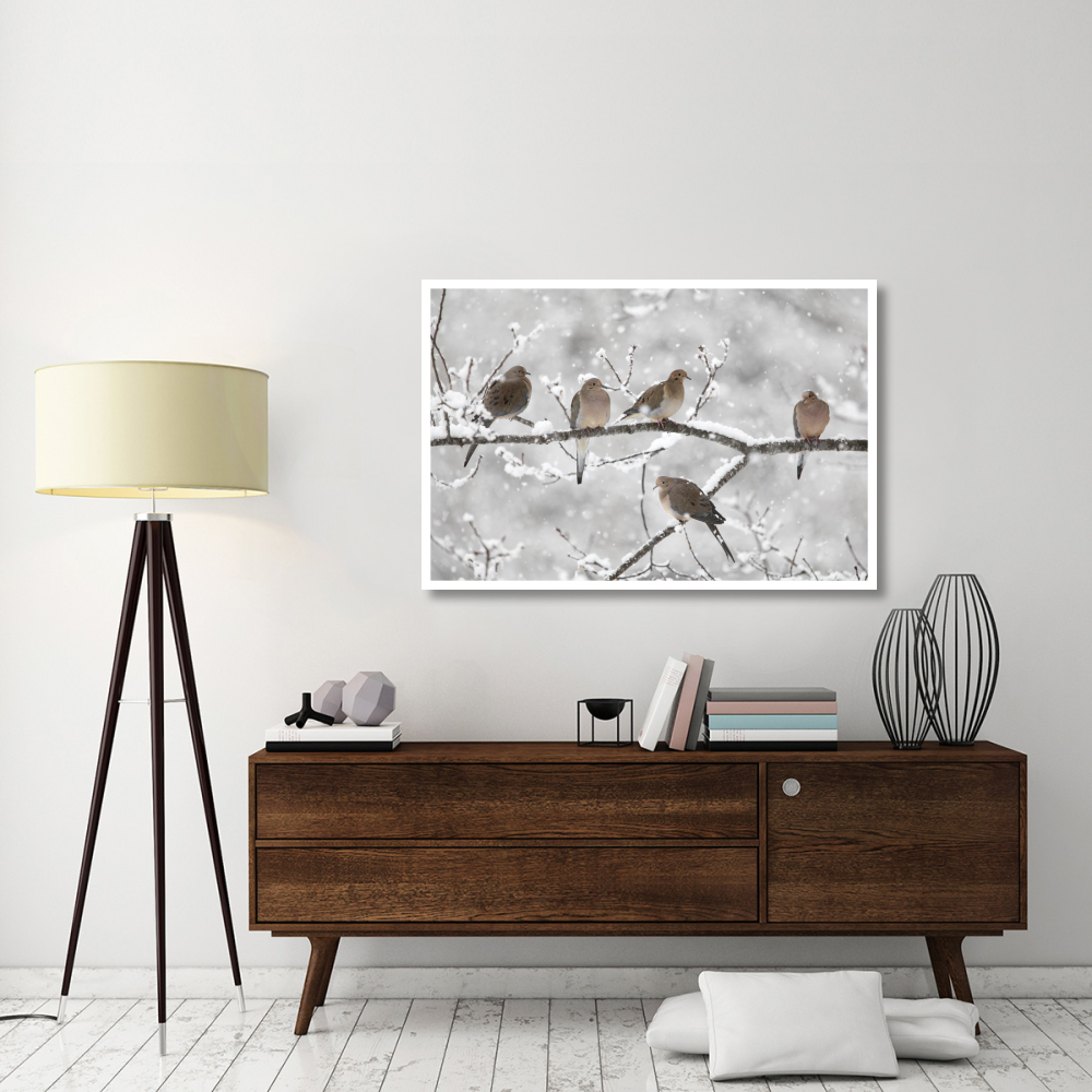Mourning Dove group in winter, Nova Scotia, Canada-Paper Art-50&quotx34"