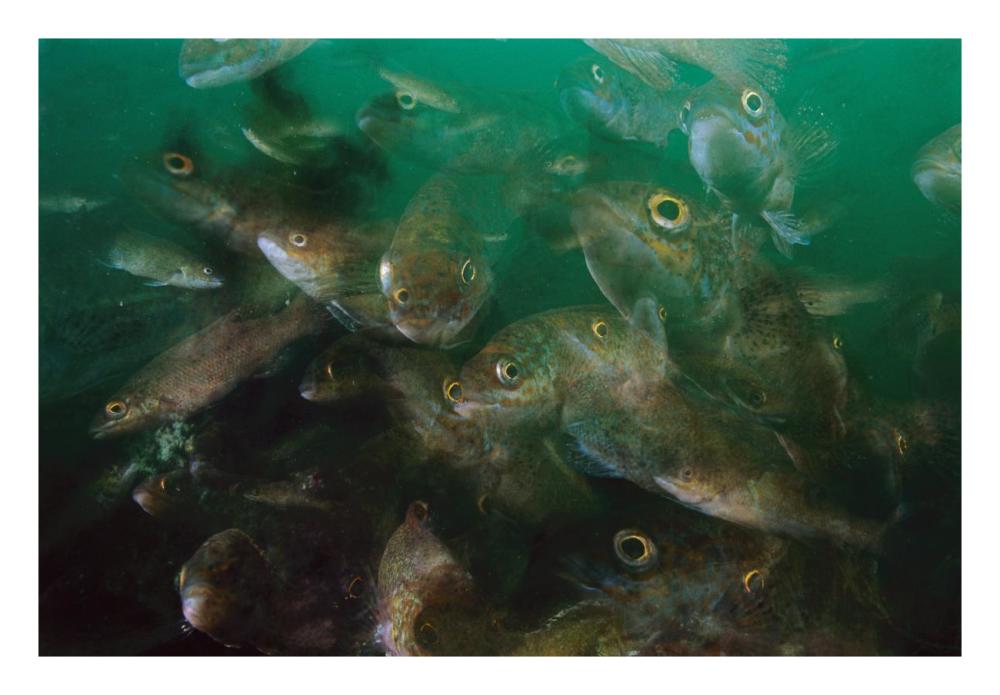 Cunner fish, multiexposed 16x, Nova Scotia, Canada-Paper Art-26"x18"