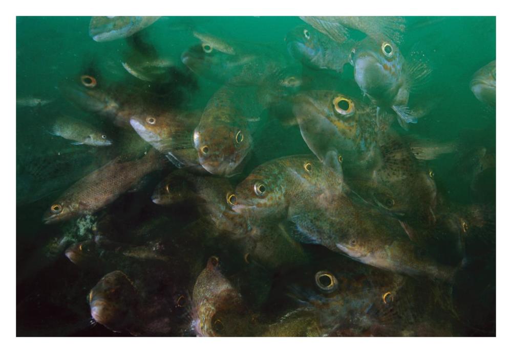 Cunner fish, multiexposed 16x, Nova Scotia, Canada-Paper Art-32"x22"