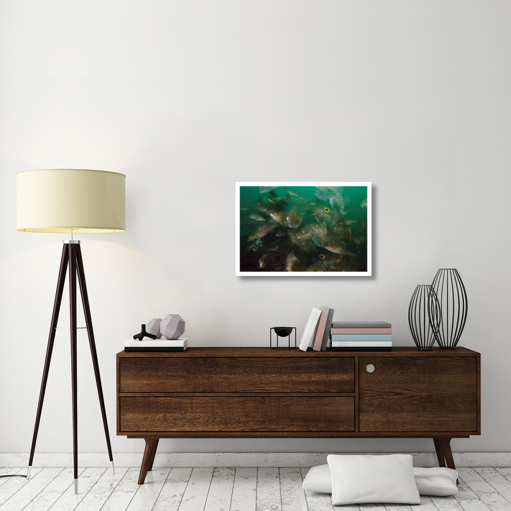 Cunner fish, multiexposed 16x, Nova Scotia, Canada-Paper Art-32&quotx22"