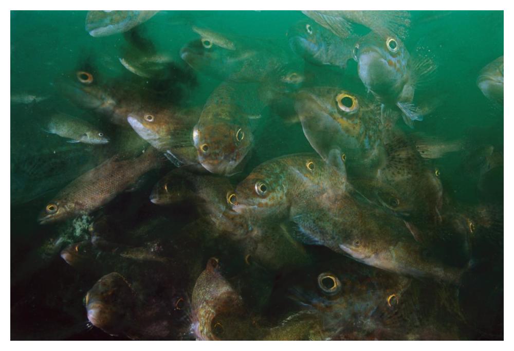 Cunner fish, multiexposed 16x, Nova Scotia, Canada-Paper Art-50"x34"