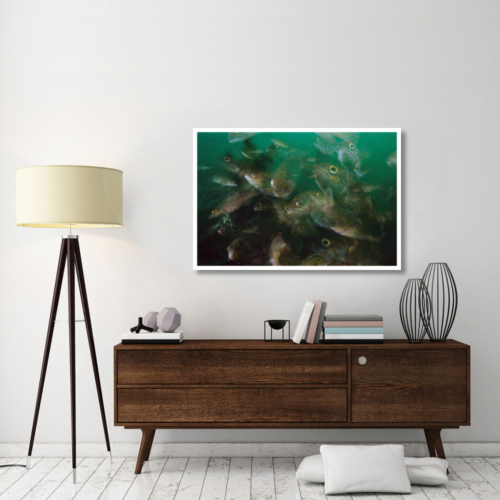 Cunner fish, multiexposed 16x, Nova Scotia, Canada-Paper Art-50&quotx34"