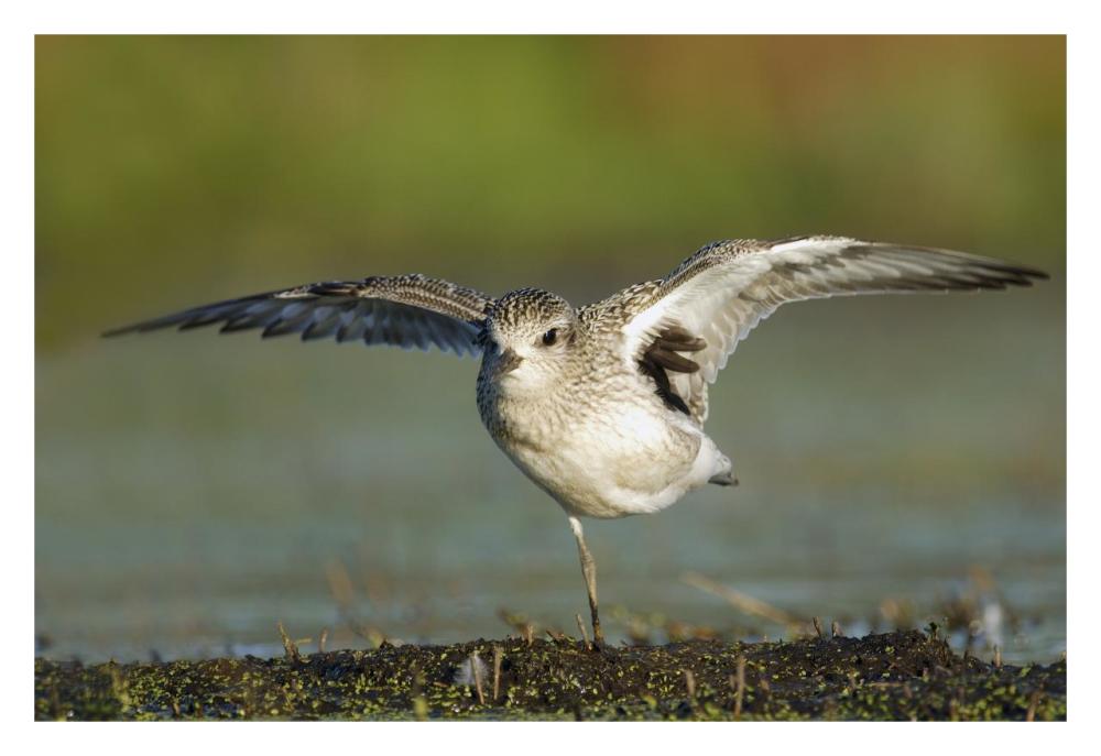 Black-bellied Plover spreading its wings, Bay of Fundy, Nova Scotia, Canada-Paper Art-32"x22"