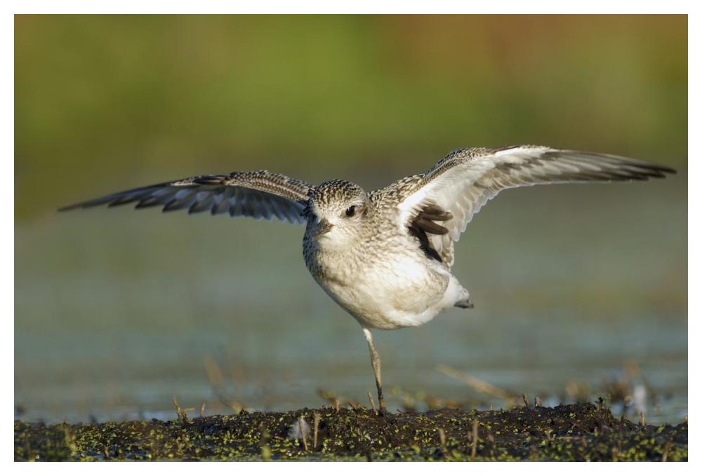 Black-bellied Plover spreading its wings, Bay of Fundy, Nova Scotia, Canada-Paper Art-50"x34"
