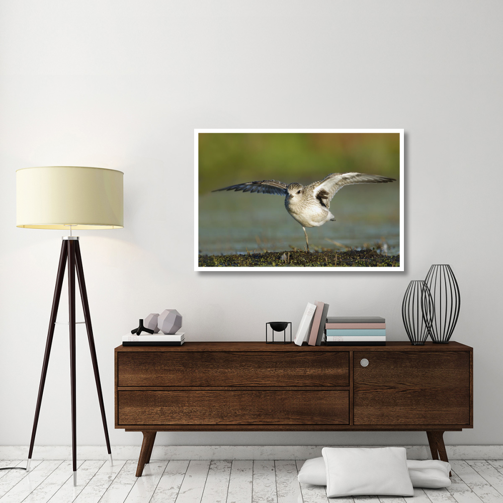 Black-bellied Plover spreading its wings, Bay of Fundy, Nova Scotia, Canada-Paper Art-50&quotx34"