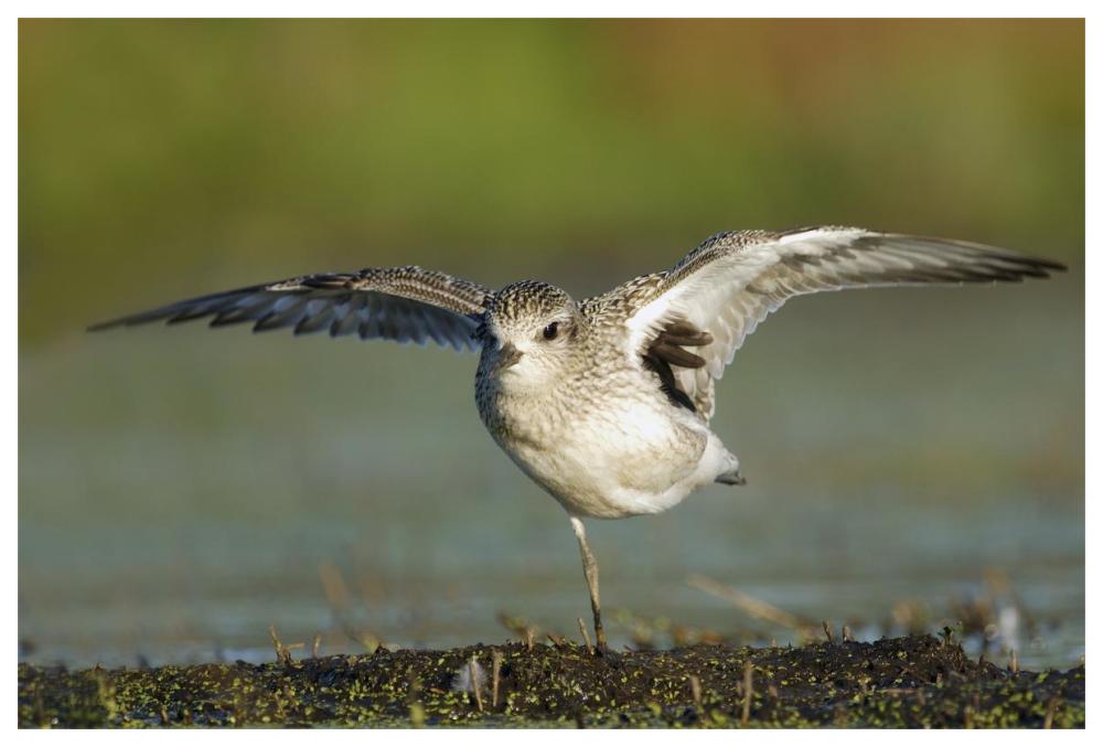 Black-bellied Plover spreading its wings, Bay of Fundy, Nova Scotia, Canada-Paper Art-62"x42"