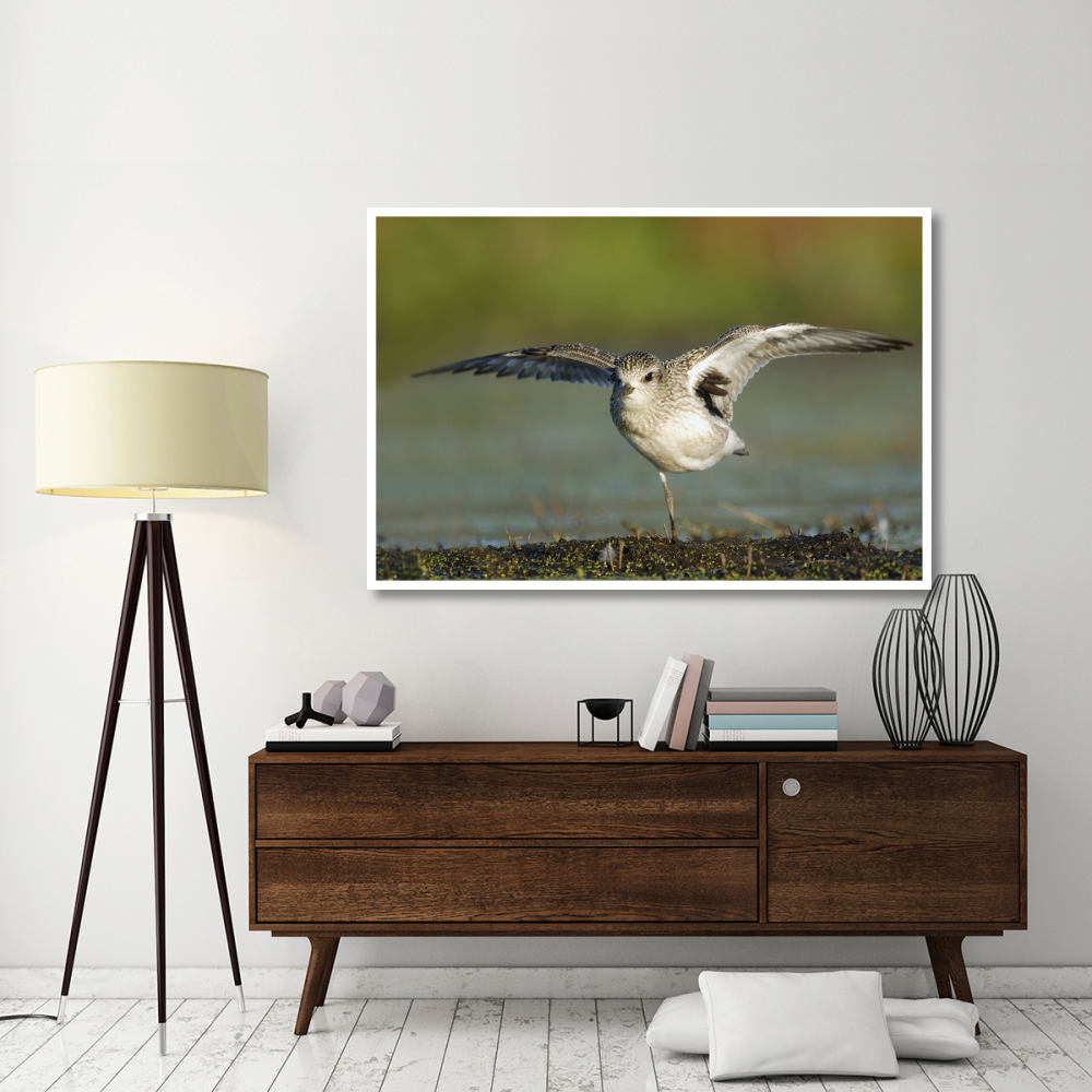 Black-bellied Plover spreading its wings, Bay of Fundy, Nova Scotia, Canada-Paper Art-62&quotx42"