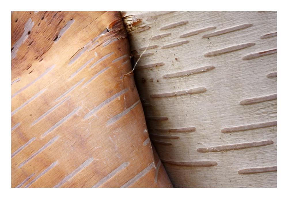 Paper Birch bark peeling, Cape Breton Highlands National Park, Nova Scotia, Canada-Paper Art-26"x18"