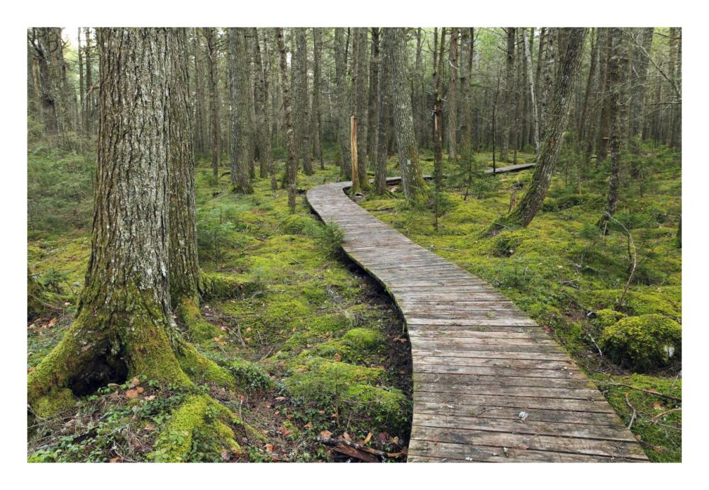 Canadian Hemlock grove with boardwalk, Kejimkujik National Park, Nova Scotia, Canada-Paper Art-26"x18"