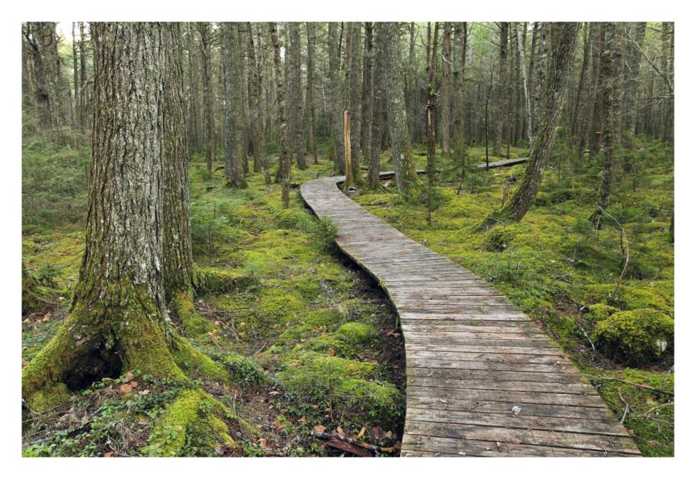 Canadian Hemlock grove with boardwalk, Kejimkujik National Park, Nova Scotia, Canada-Paper Art-32"x22"