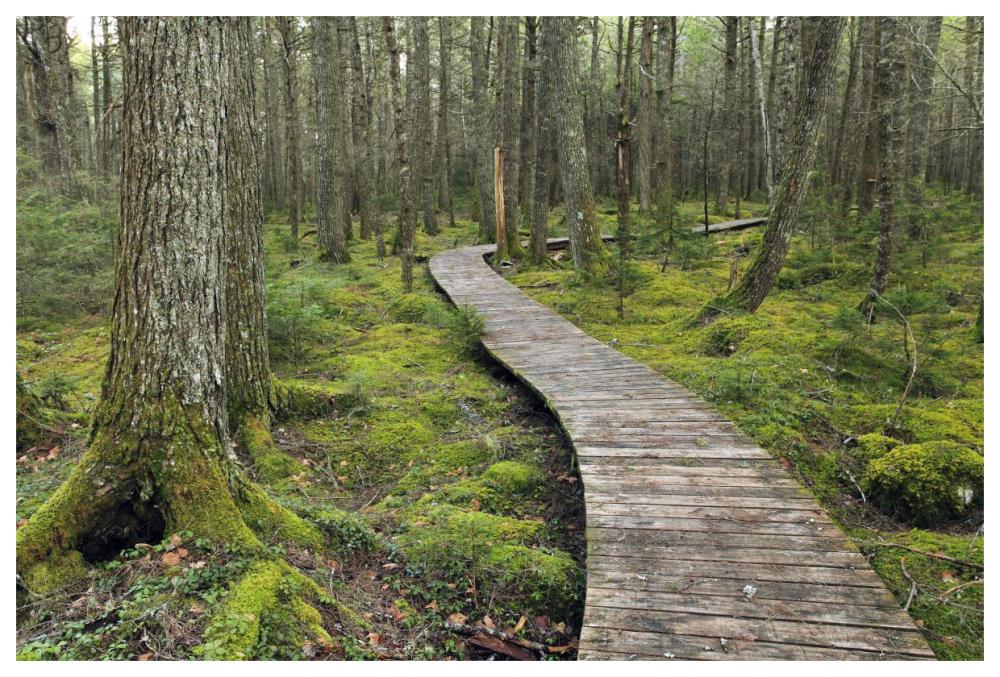 Canadian Hemlock grove with boardwalk, Kejimkujik National Park, Nova Scotia, Canada-Paper Art-62"x42"