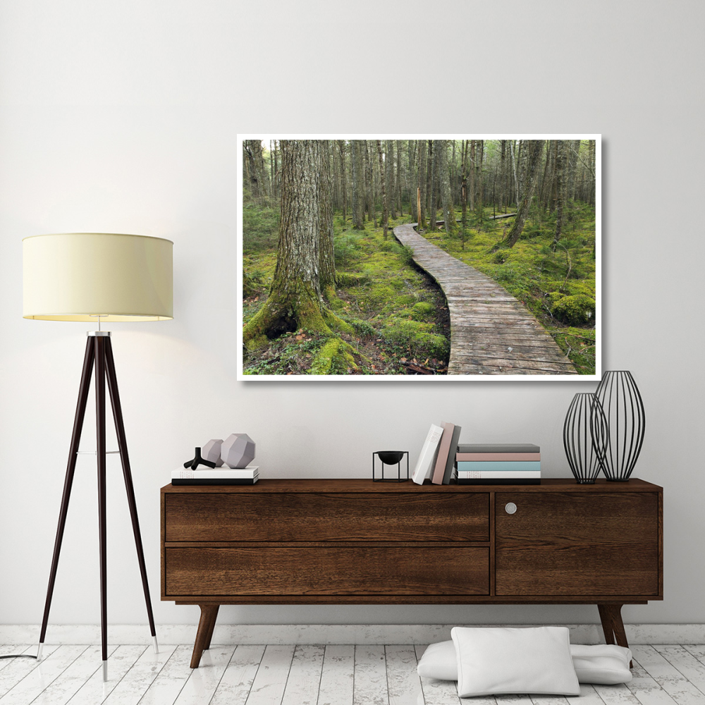 Canadian Hemlock grove with boardwalk, Kejimkujik National Park, Nova Scotia, Canada-Paper Art-62&quotx42"