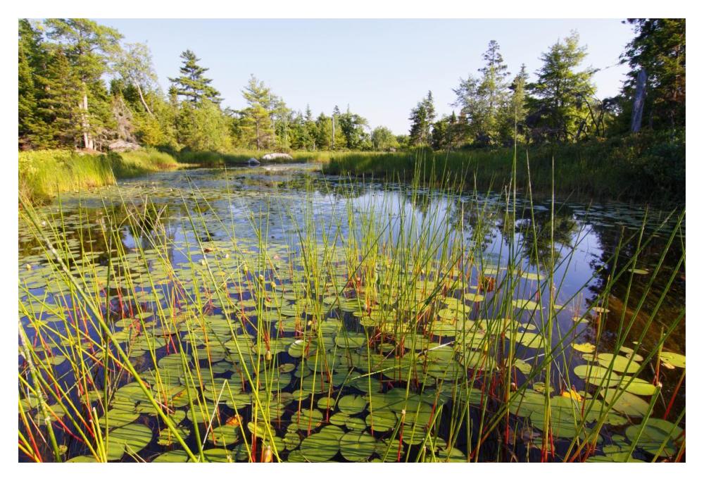 Marsh with reeds and lily pads surrounding a pond, West Stoney Lake, Nova Scotia, Canada-Paper Art-20"x14"