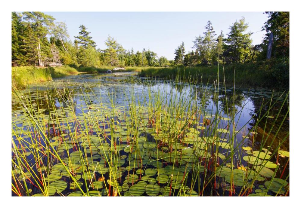 Marsh with reeds and lily pads surrounding a pond, West Stoney Lake, Nova Scotia, Canada-Paper Art-26"x18"