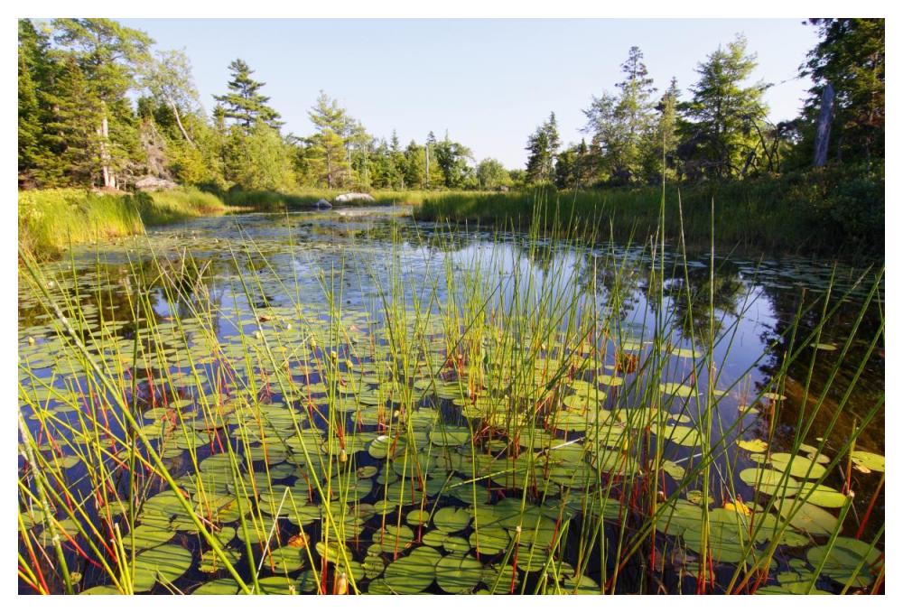 Marsh with reeds and lily pads surrounding a pond, West Stoney Lake, Nova Scotia, Canada-Paper Art-50"x34"