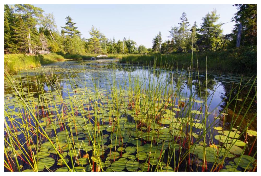 Marsh with reeds and lily pads surrounding a pond, West Stoney Lake, Nova Scotia, Canada-Paper Art-62"x42"
