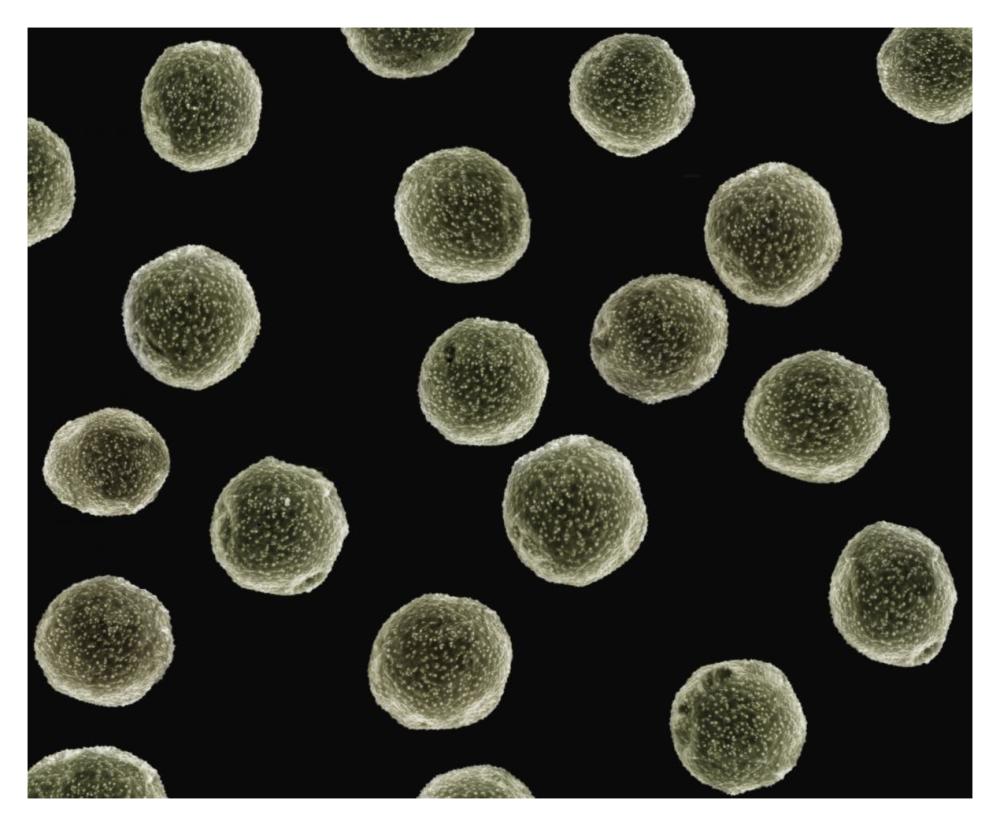 Pollen grains of a Pellitory at 1050x magnification-Paper Art-37"x30"