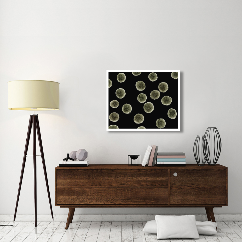 Pollen grains of a Pellitory at 1050x magnification-Paper Art-37&quotx30"