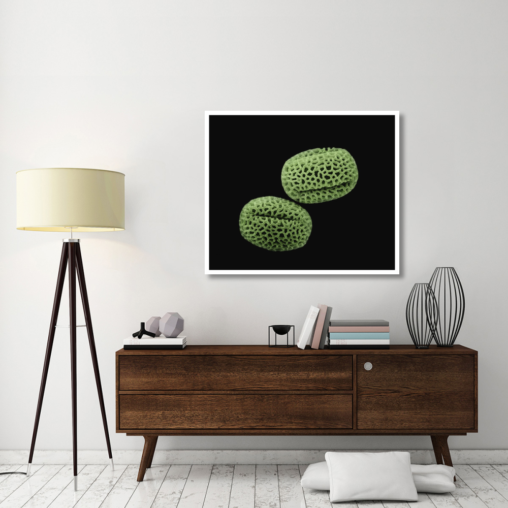Olive (Olea europaea) pollen at 1400x magnification-Paper Art-46&quotx38.52"