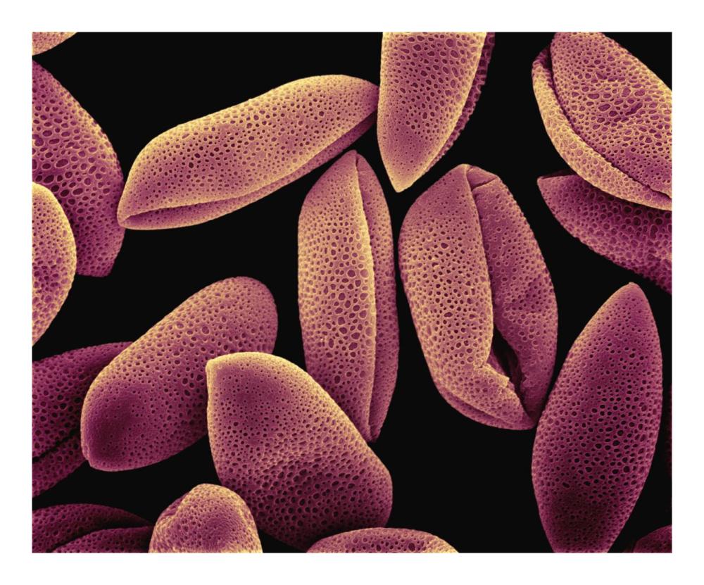 Common Hyacinth (Hyacinthus orientalis) pollen at 700x magnification-Paper Art-22"x18"