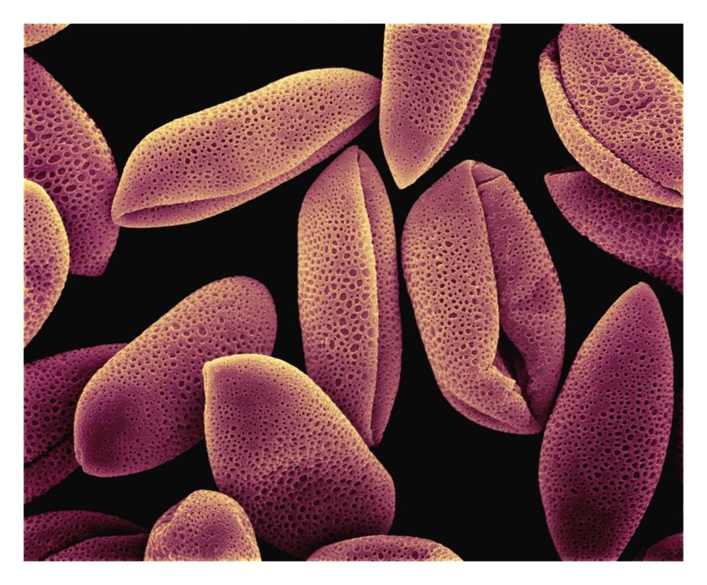 Common Hyacinth (Hyacinthus orientalis) pollen at 700x magnification-Paper Art-30"x24"