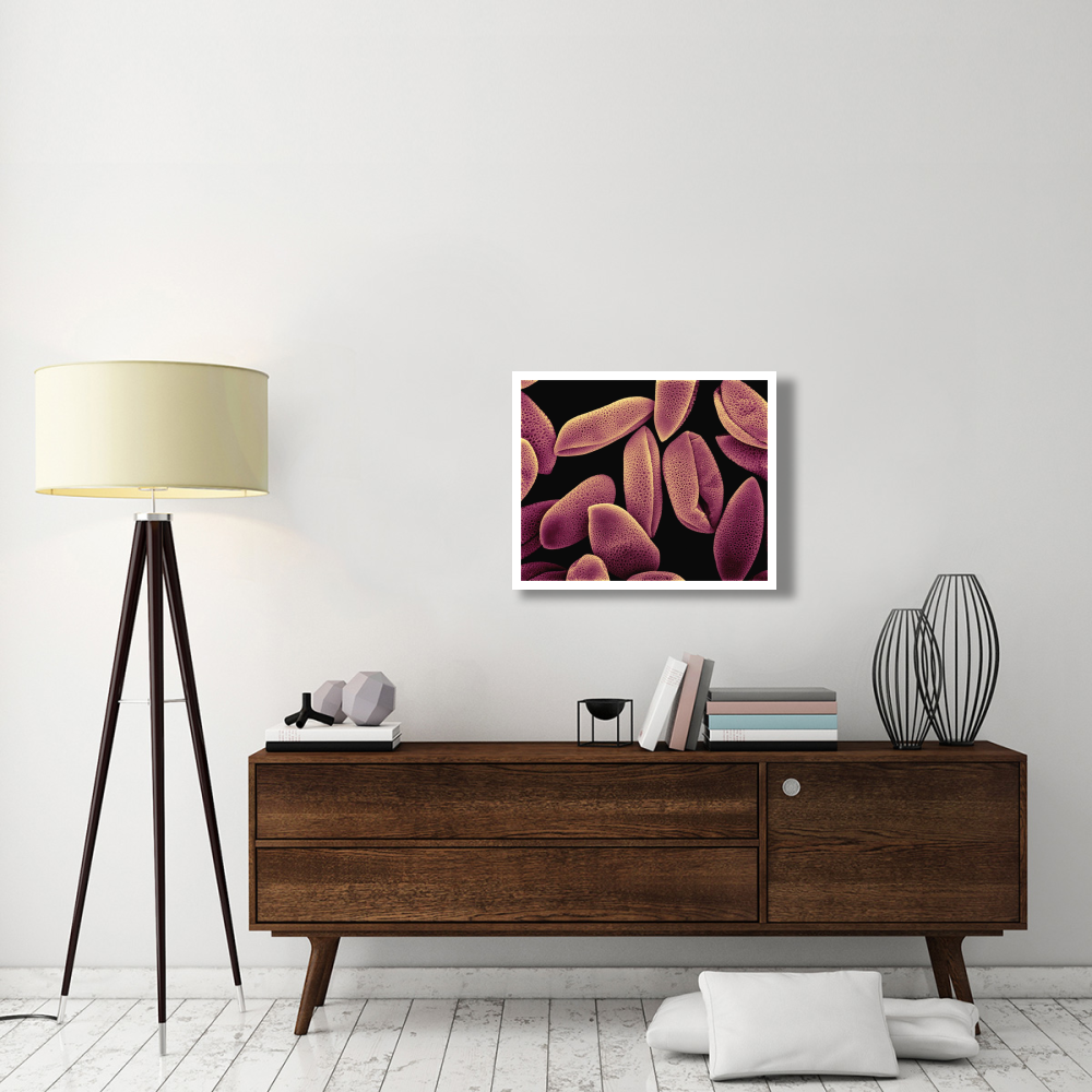 Common Hyacinth (Hyacinthus orientalis) pollen at 700x magnification-Paper Art-30&quotx24"