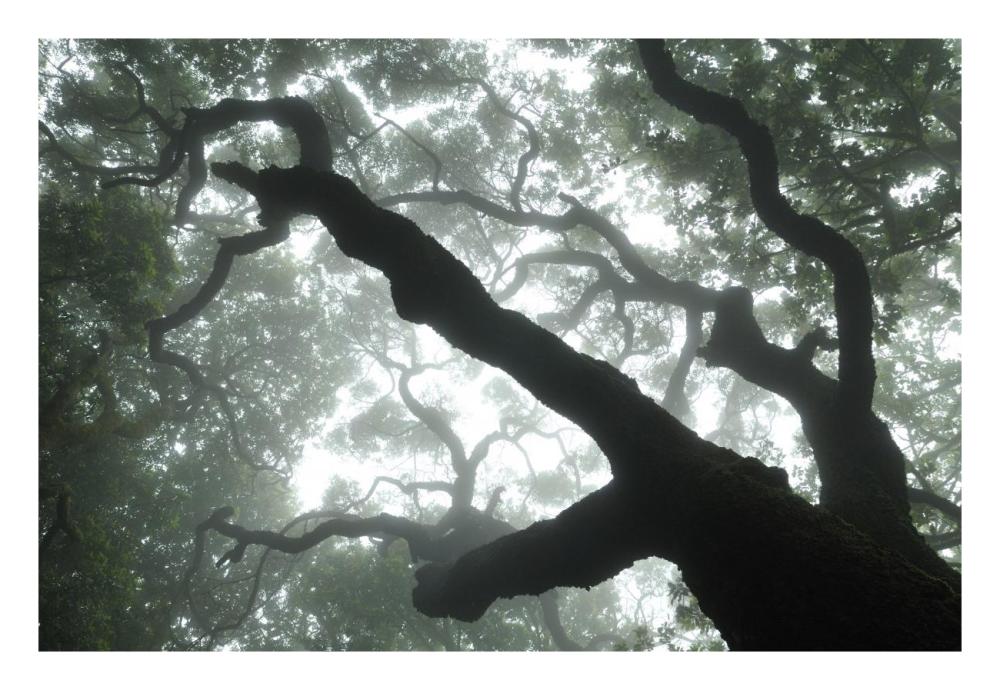 Macaronesian Laurel relict forest, Tenerife, Canary Islands, Spain-Paper Art-26"x18"