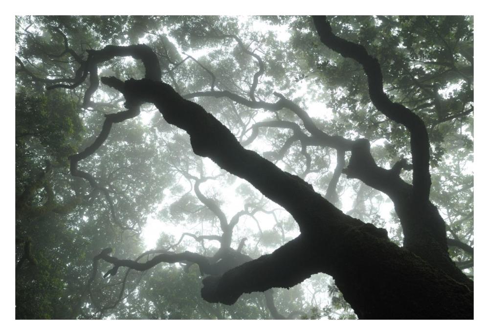 Macaronesian Laurel relict forest, Tenerife, Canary Islands, Spain-Paper Art-32"x22"