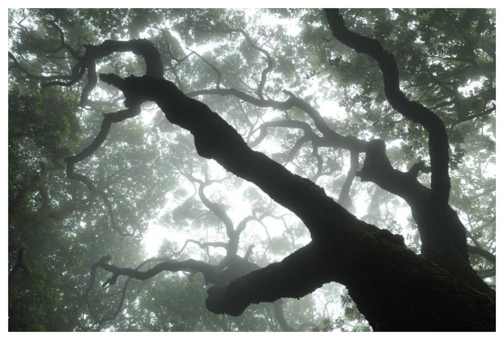 Macaronesian Laurel relict forest, Tenerife, Canary Islands, Spain-Paper Art-62"x42"