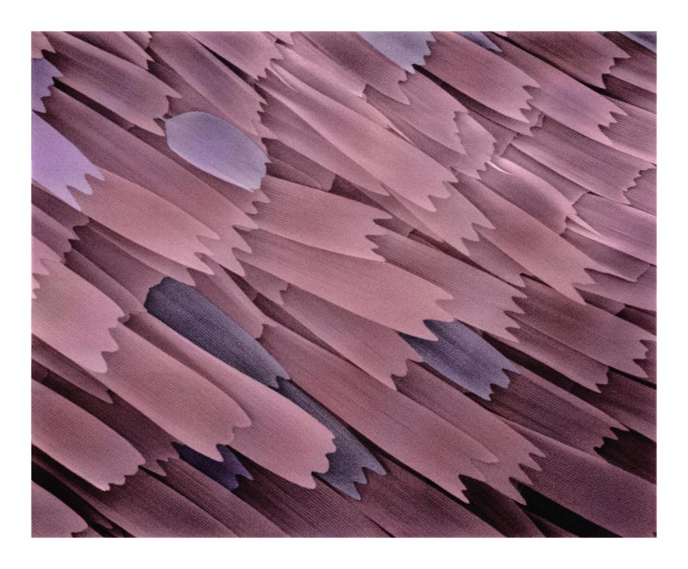 Indian Meal Moth wing detail at 210x magnification-Paper Art-22"x18"