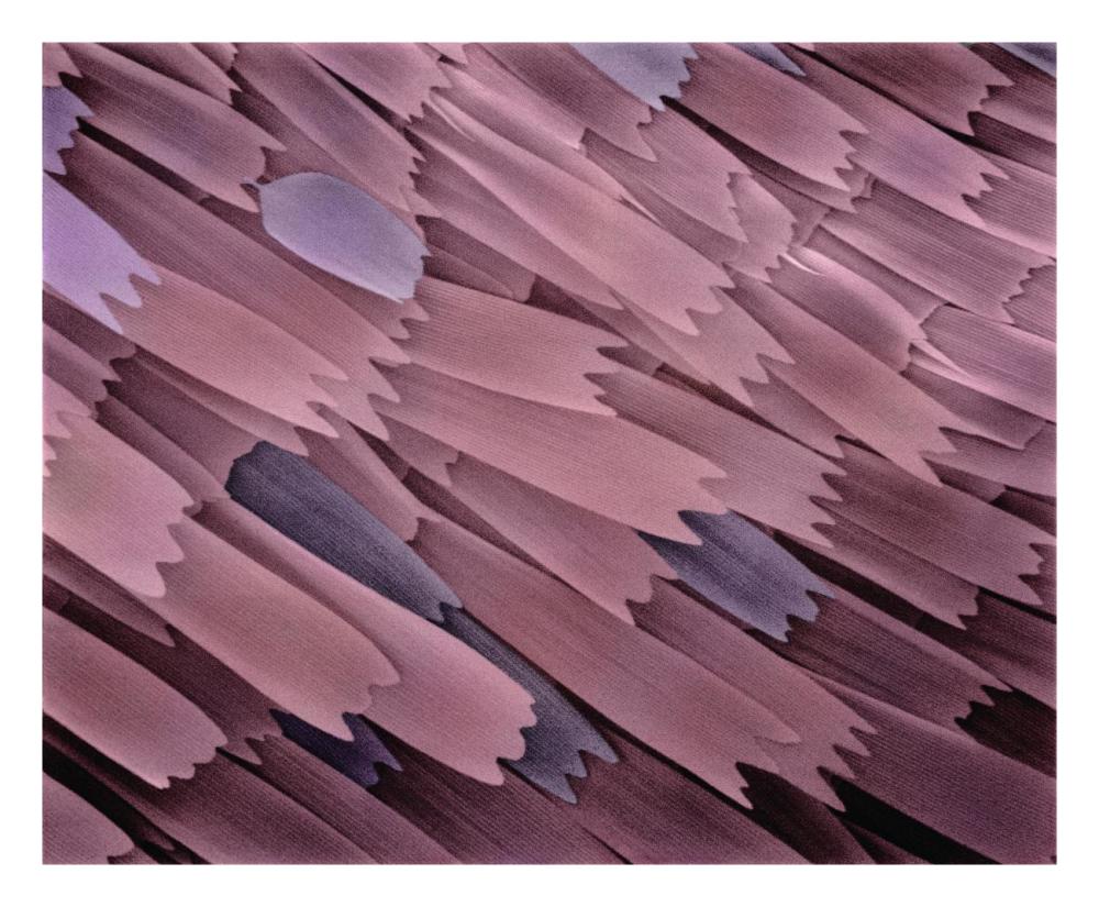 Indian Meal Moth wing detail at 210x magnification-Paper Art-26"x22"