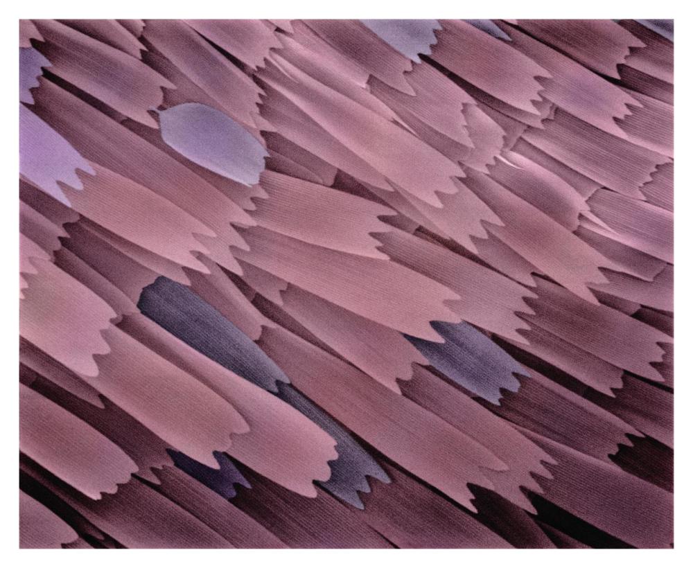 Indian Meal Moth wing detail at 210x magnification-Paper Art-37"x30"