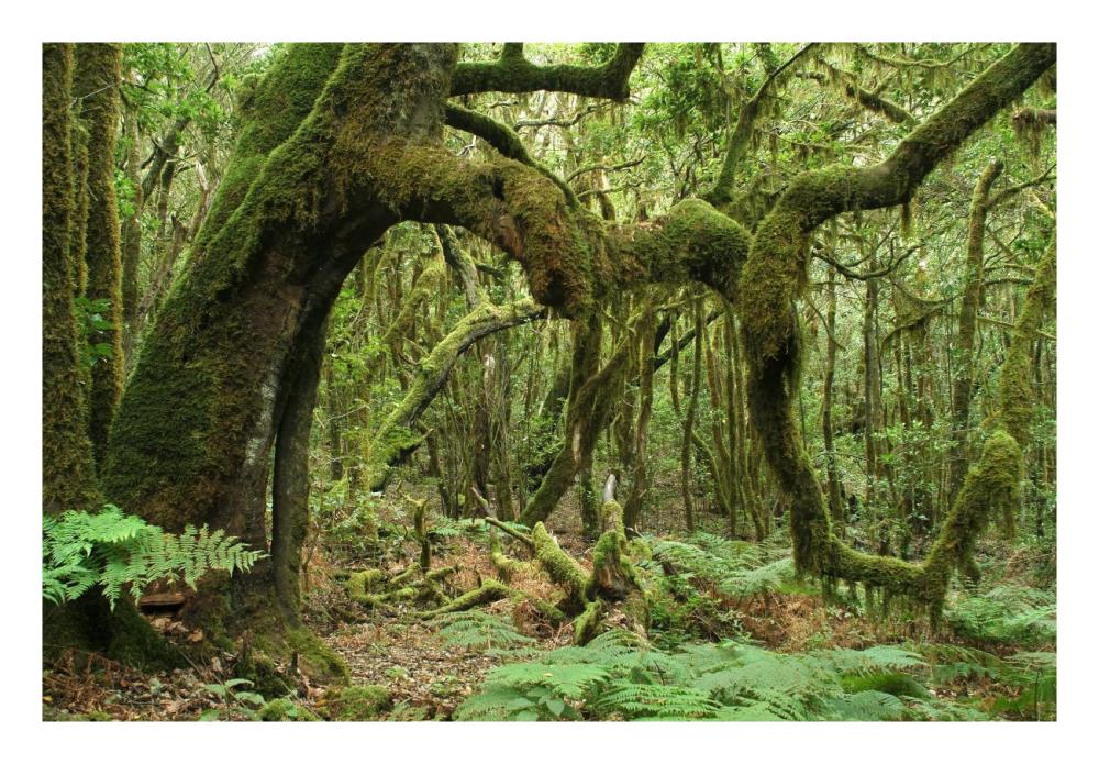 Macaronesian Laurel relict forest in Garajonay National Park, Canary Islands, Spain-Paper Art-26"x18"