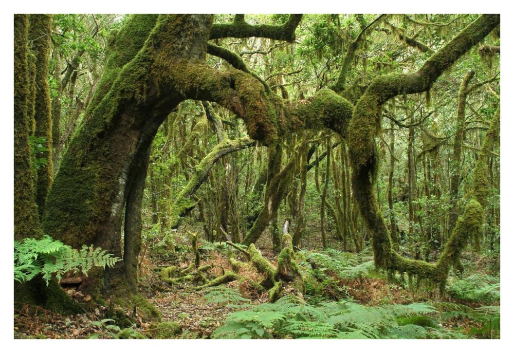 Macaronesian Laurel relict forest in Garajonay National Park, Canary Islands, Spain-Paper Art-38"x26"