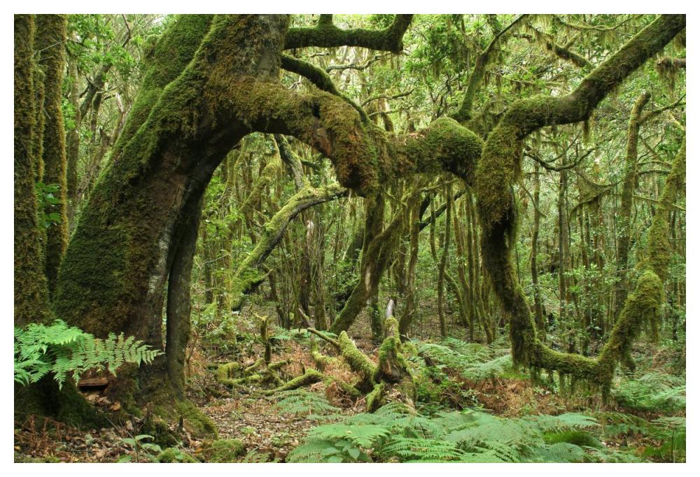 Macaronesian Laurel relict forest in Garajonay National Park, Canary Islands, Spain-Paper Art-50"x34"
