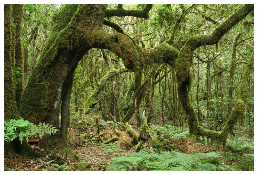 Macaronesian Laurel relict forest in Garajonay National Park, Canary Islands, Spain-Paper Art-62"x42"