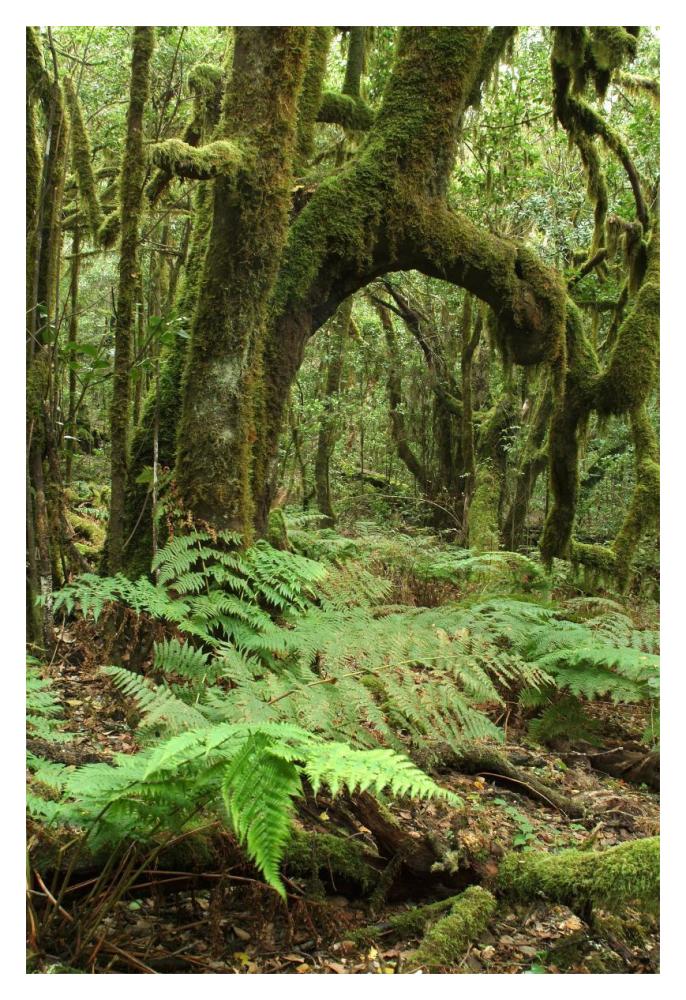 Macaronesian Laurel relict forest in Garajonay National Park, Canary Islands, Spain-Paper Art-14"x20"