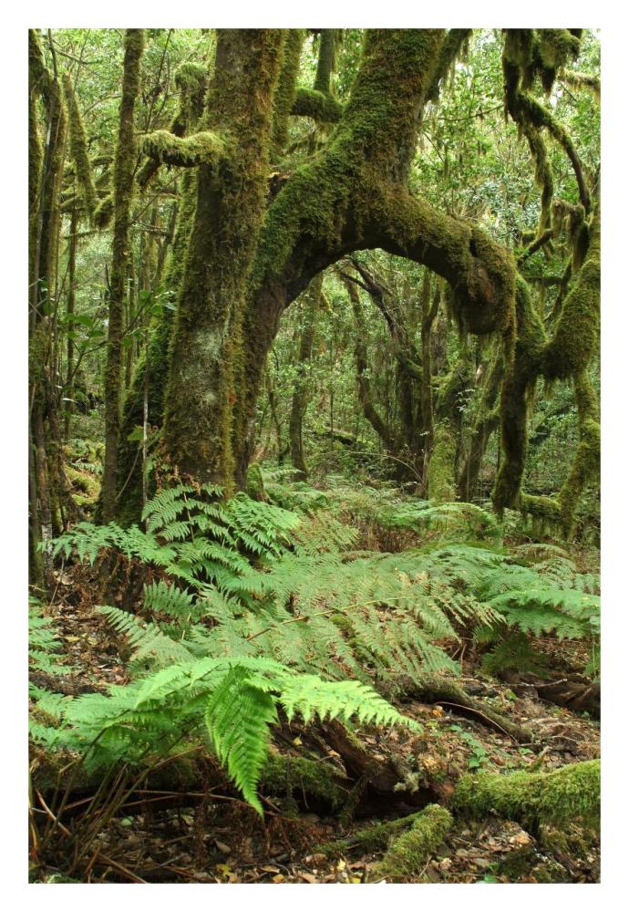 Macaronesian Laurel relict forest in Garajonay National Park, Canary Islands, Spain-Paper Art-22"x32"
