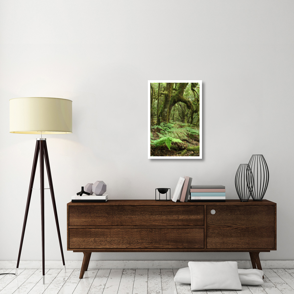 Macaronesian Laurel relict forest in Garajonay National Park, Canary Islands, Spain-Paper Art-22&quotx32"