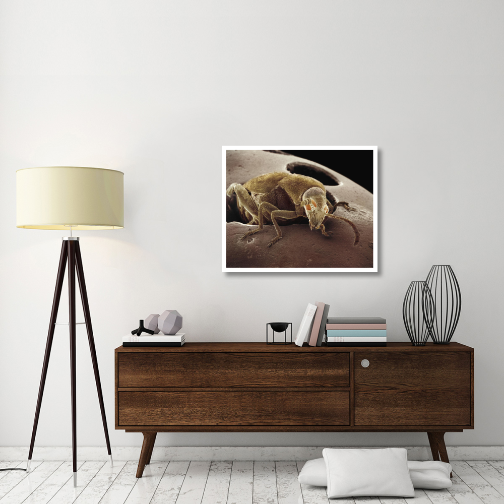 American Seed Beetle emerging from string bean it has partially eaten-Paper Art-37&quotx30"