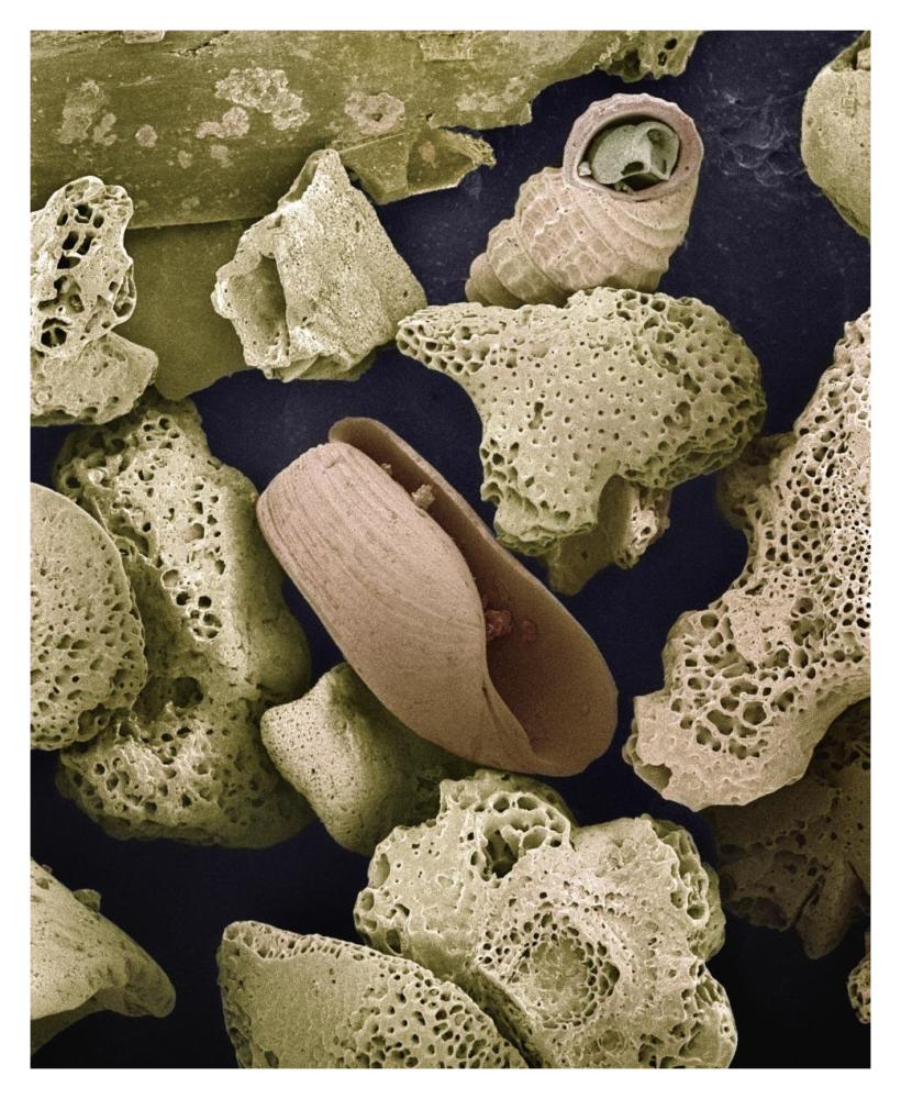 Foraminiferans, molluscs and other bryozoans found on beach in Formentera, Balearic Islands, Spain-Paper Art-30"x37"