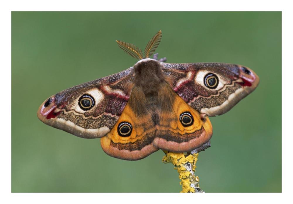 Emperor Moth, Switzerland-Paper Art-26"x18"