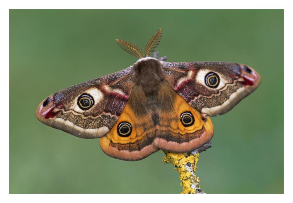 Emperor Moth, Switzerland-Paper Art-32"x22"